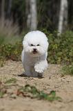 BICHON FRISE 357